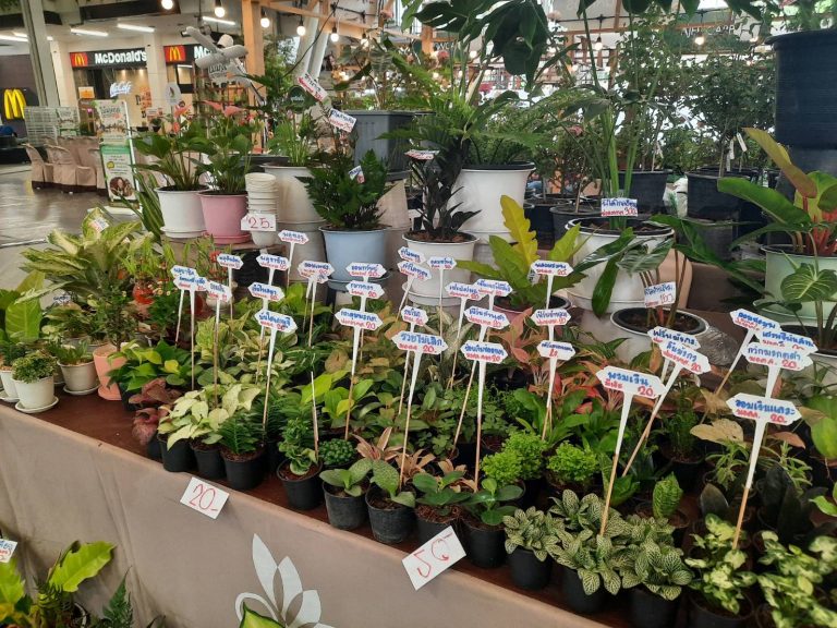 เดอะไนน์ เซ็นเตอร์ พระราม 9 เอาใจคนรักต้นไม้ สายมู พบไม้มงคลเสริมดวง สุขภาพ ความรัก เร่งโชคลาภ