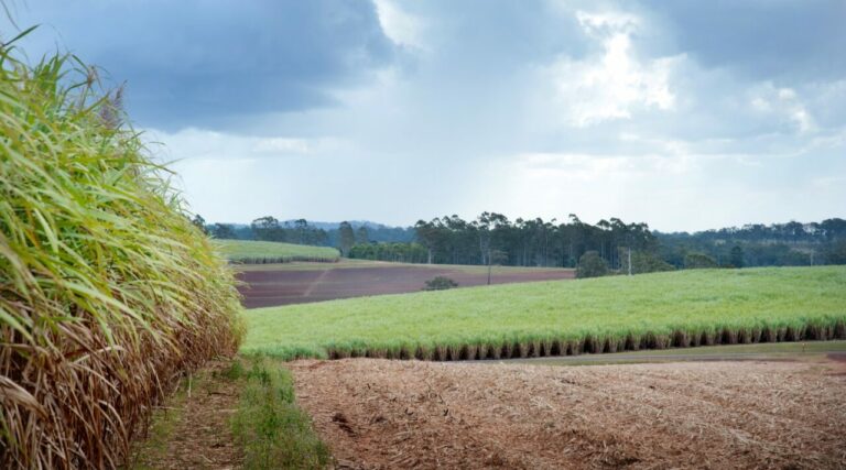 บราสเคม สยาม ใน SCGC และ Braskem จับมือ มิตรผล ไบโอฟูเอล เร่งจัดหาเอทานอลจากผลิตผลการเกษตร เดินหน้าผลิตเอทิลีนชีวภาพ รายแรกในเอเชีย